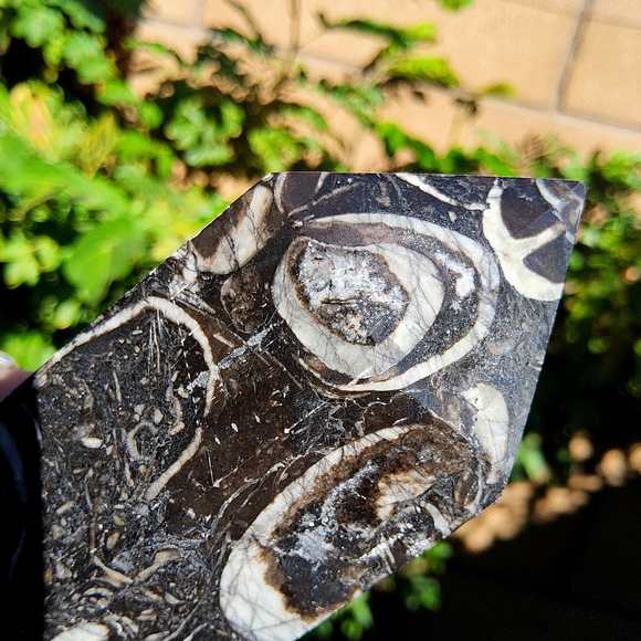 Beautiful & Tall Orthoceras Tower - Picture 12 of 16